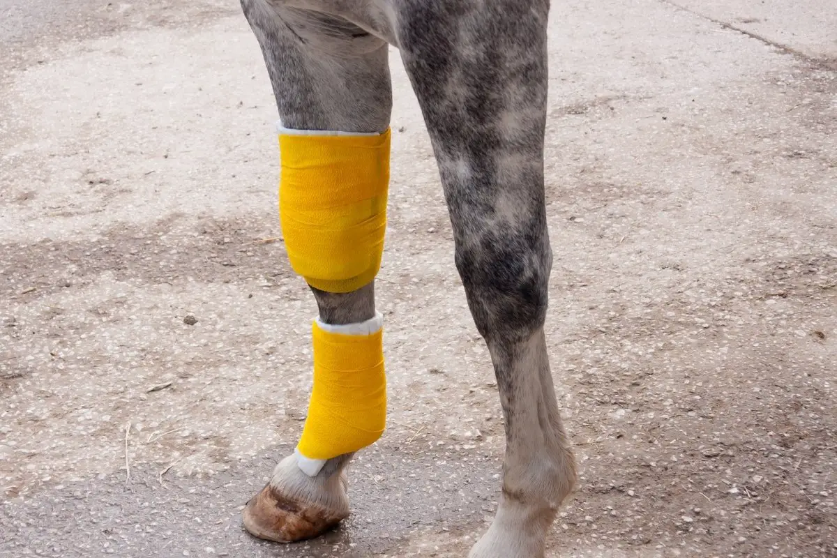 What Is A Check Ligament Injury In Horses