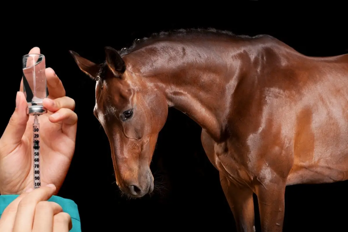 What Is A Glucosamine For Horses Injection