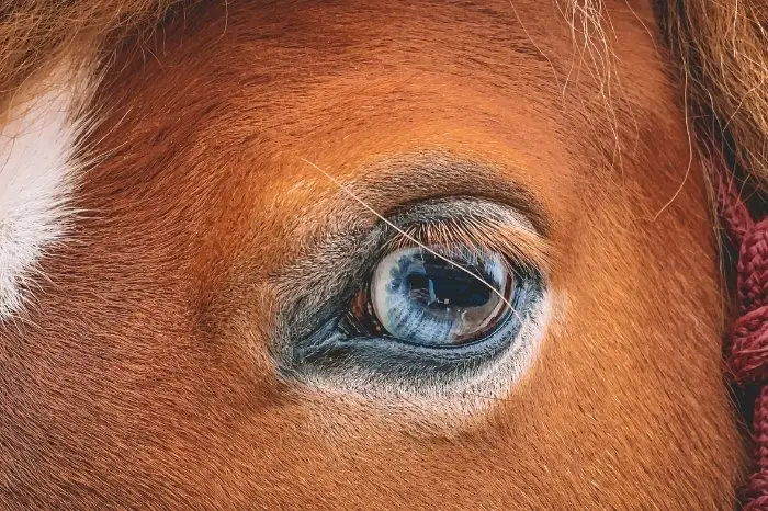 What Is An Eye Ulcer In Horses
