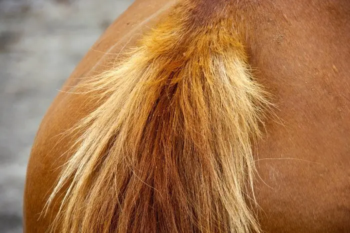 What Is Cauda Equina Syndrome In Horses