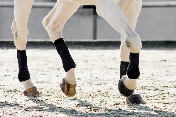 What Is The Best Treatment For A Check Ligament Injury In Horses