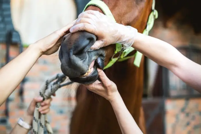 What Is The Best Treatment For A Horse With Strangles