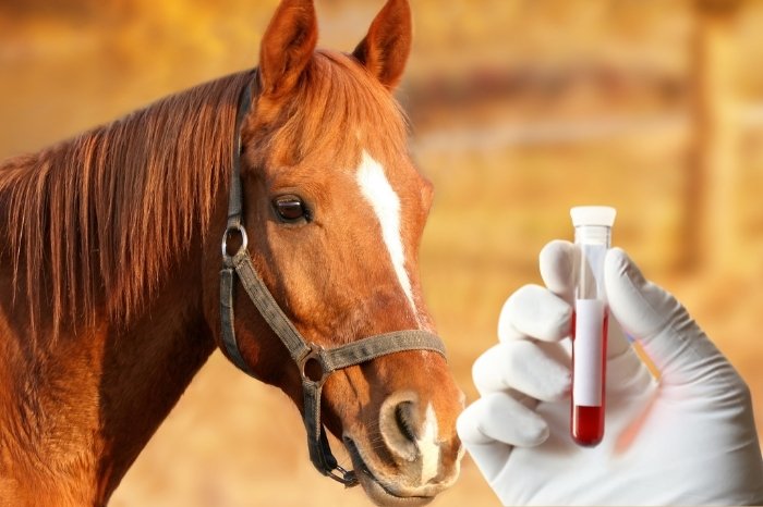 What Is The Treatment For EPM In Horses