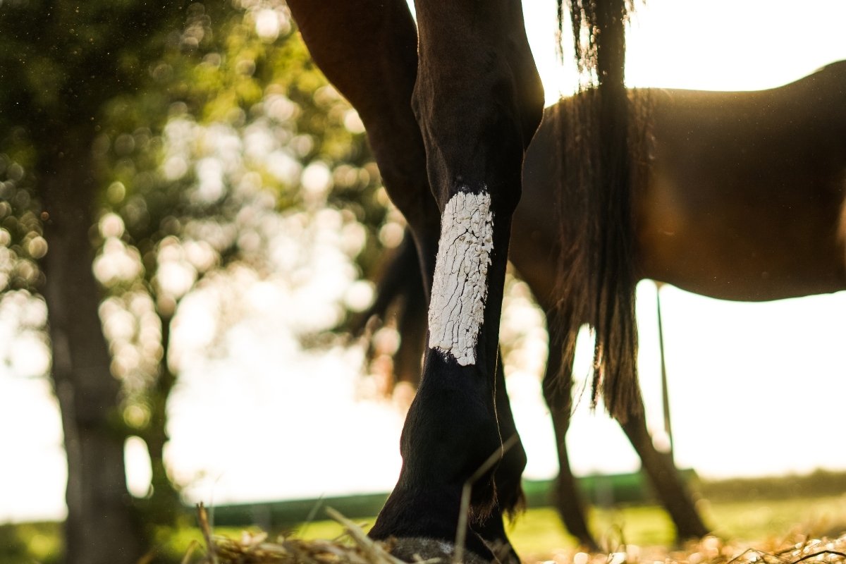 What is Cellulitis in Horse Legs