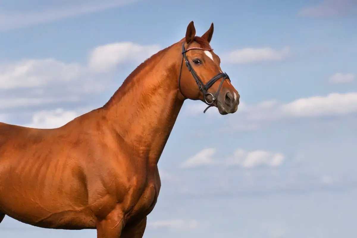 Why Castrate A Horse - Equine Gelding Facts Explained!