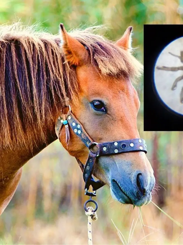 How Can You Tell If A Horse Has Lice- What To Look For