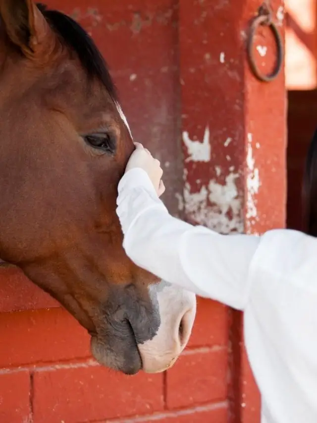 7 Diseases Can Humans Get From Horses- Strangles, Salmonella….