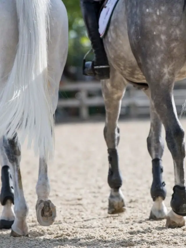 Deep Flexor Tendon Injury In Horses – Causes & Treatments