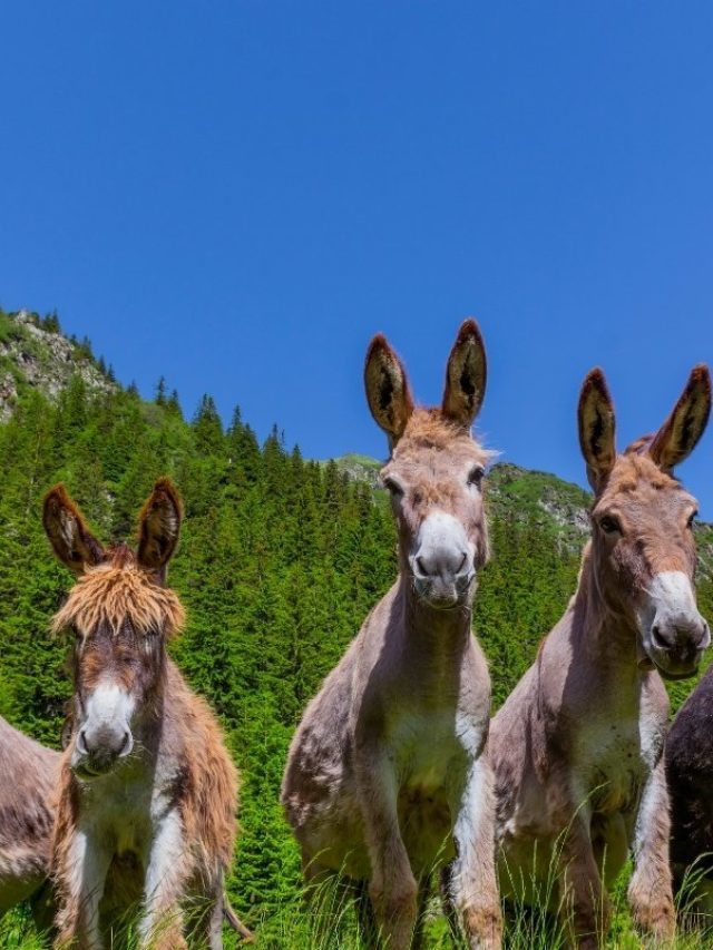 Amazing Donkey Lifespan Facts Revealed!