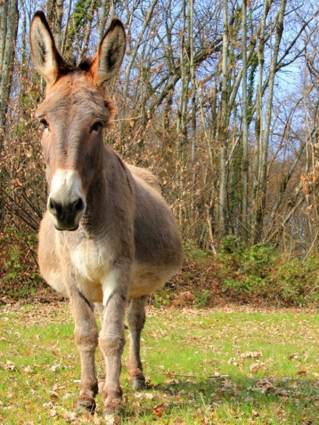 How Long Is A Donkey Pregnant For