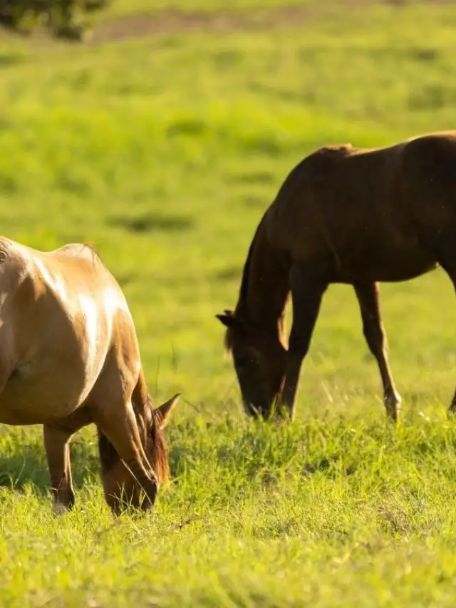 How Is Pregnancy Confirmed In Ponies?