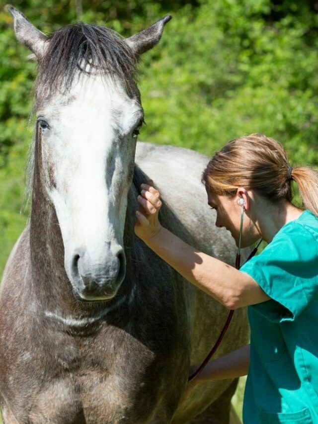 Being An Equine Vet – Good Points And Bad Points