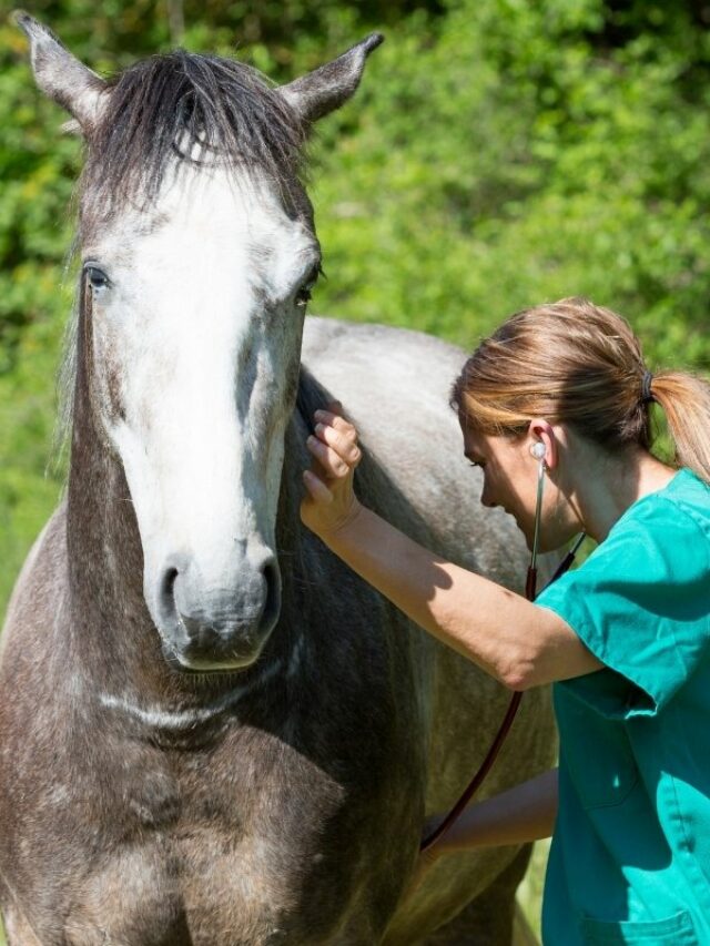 How Much Do Equine Vets Make