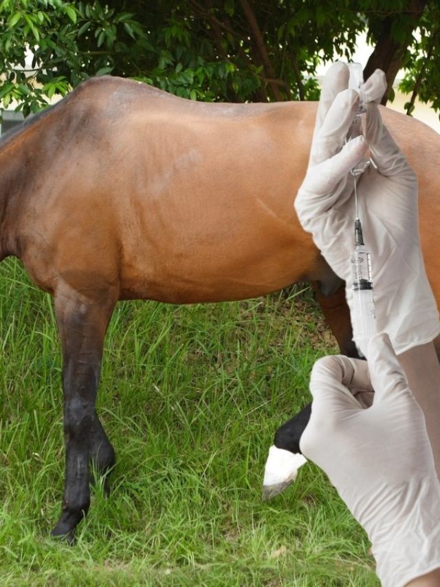 Can You Administer The Vaccines To Your Horse Yourself?