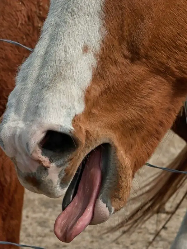 Common Signs Of Heaves In Horses