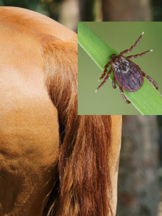 Protect Your Horse From Ticks! – Control Removal And Repellents