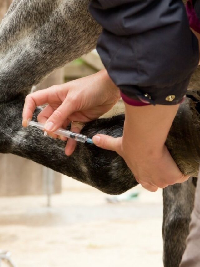 Hyaluronic Acid For Horses Injection - Everything You Need To Know!