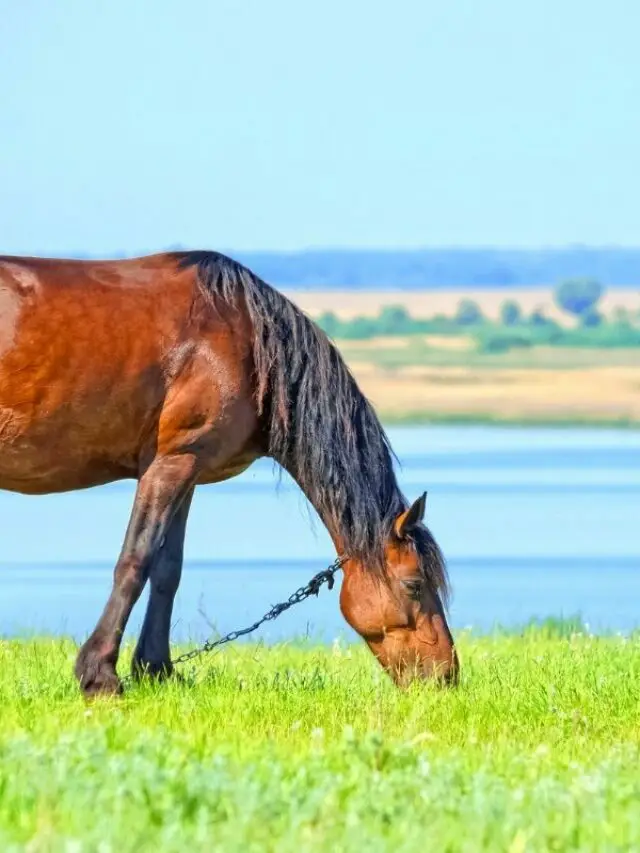 Beware Of The Causes And Signs Of Potomac Horse Fever (PDF)