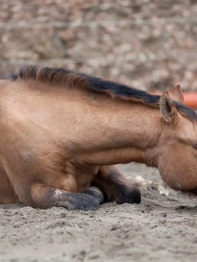 What Are Some Reasons For Belly Soreness And Ulcers In Horses?