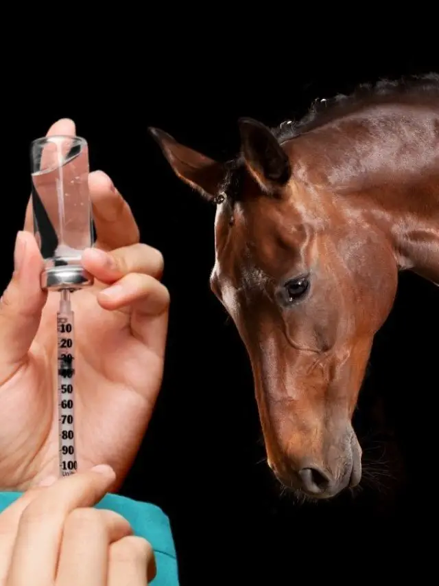Would Glucosamine Injection Help Your Horse With Joint Problems?