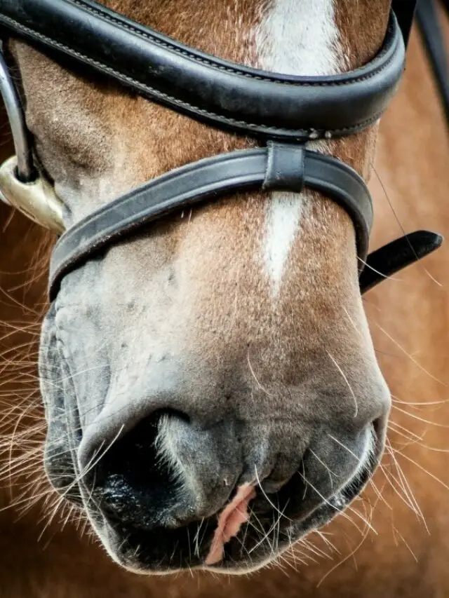 Watch for 2 Viral Infections That Affect A Horse’s Respiratory System
