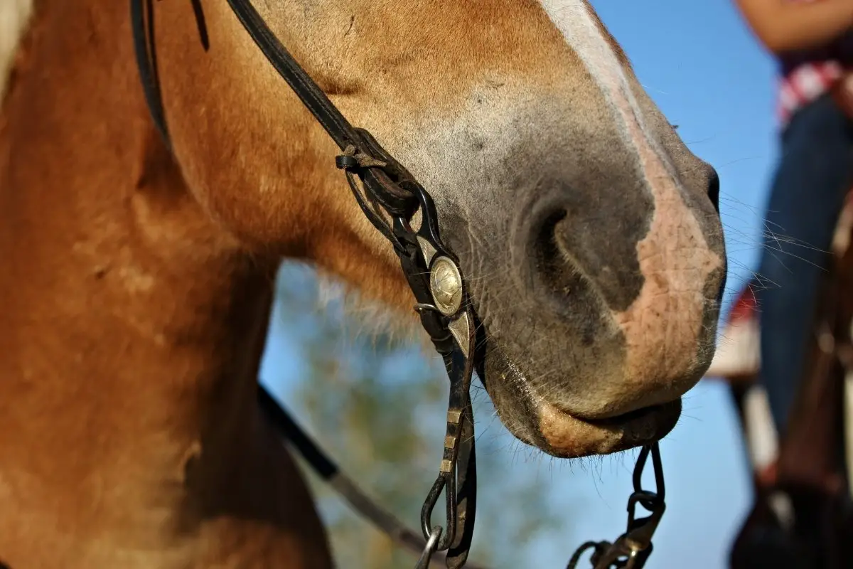 Best Bits For Horses With Sensitive Mouths