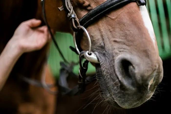 Bits For Horses - Choose The Right Mouthpiece Material