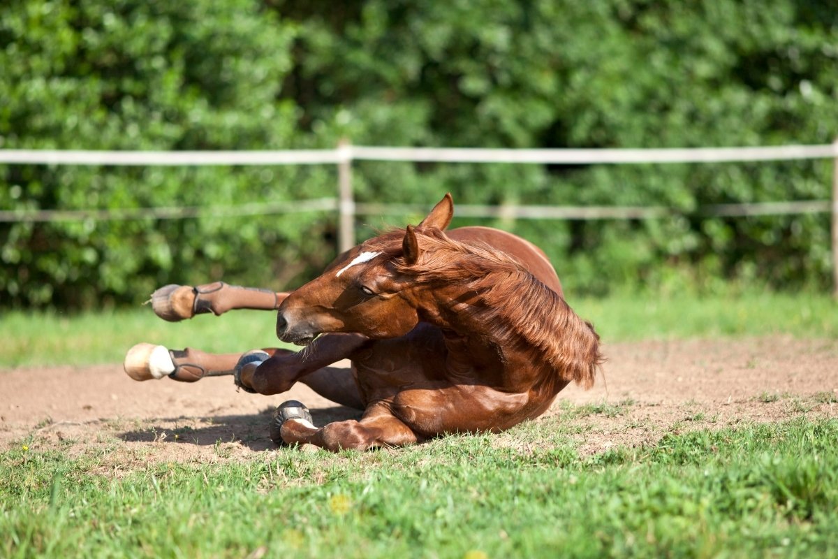 Botulism In Horses - Symptoms And Treatment