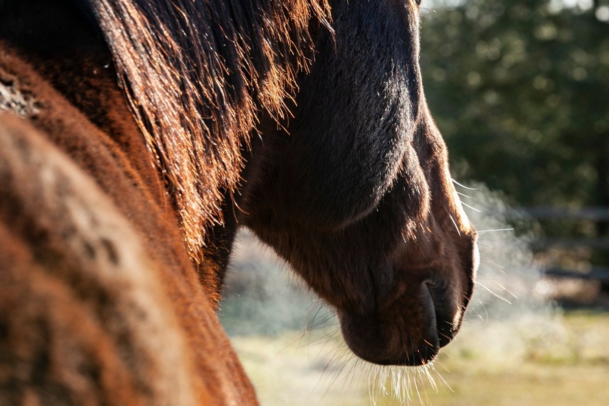 Explicación de las opciones de tratamiento de la EPOC en caballos