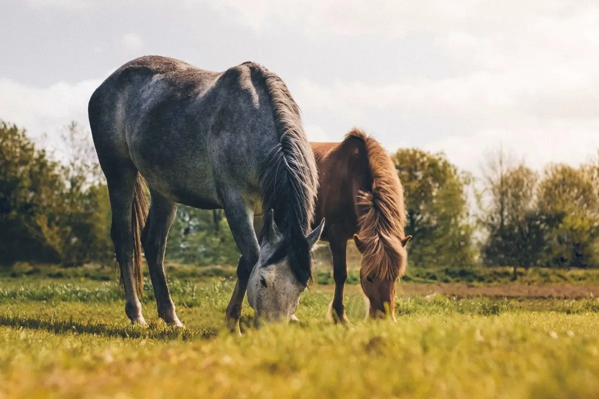 Benefici per la salute del pascolo dei cavalli - Perché i cavalli hanno bisogno dell'erba