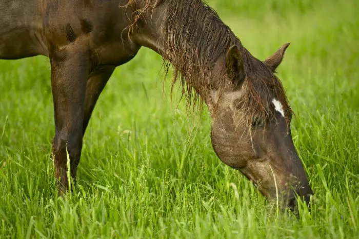 Health Benefits Of Horse Grazing