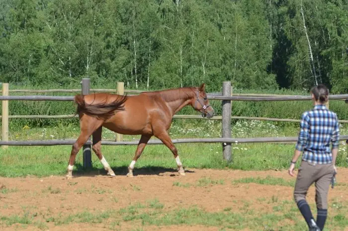 Horse Dragging Hind Leg - Treatments