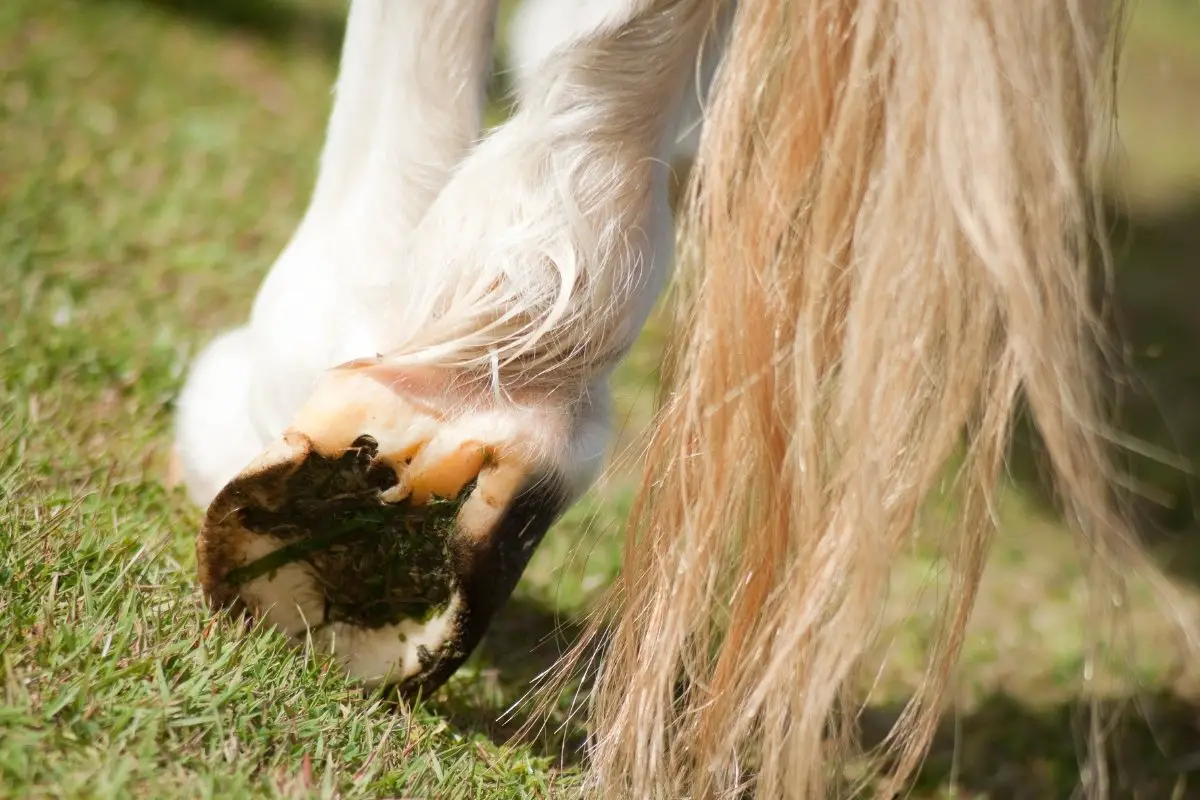 Ascesso del bulbo del tallone del cavallo: cause, diagnosi e trattamento