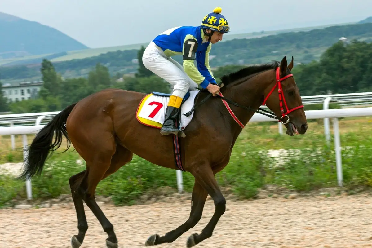 Horse Jockey Requirements Explained