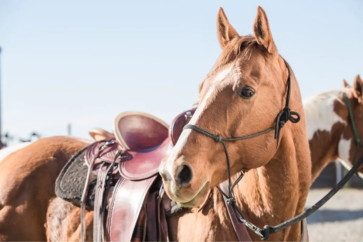 Montar a caballo con un cabestro de cuerda: una idea buena o mala