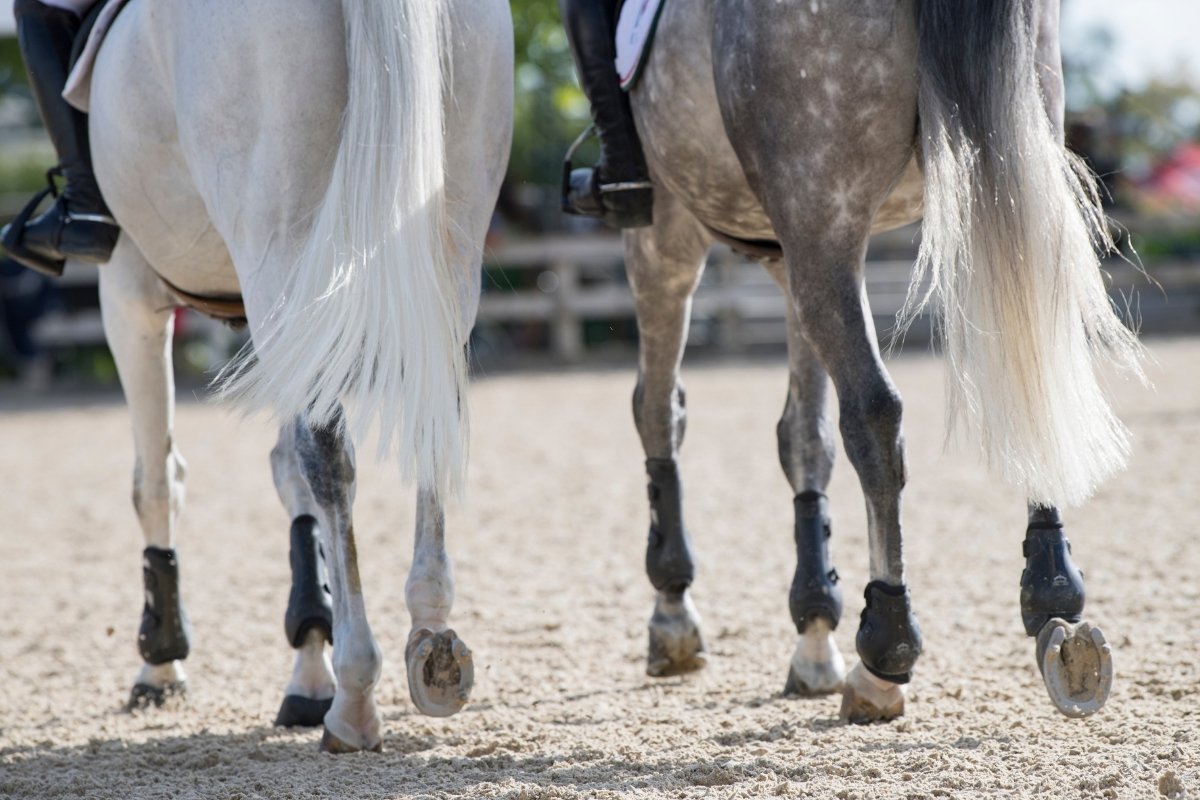 Síntomas, diagnóstico y tratamiento de la lesión del tendón del caballo
