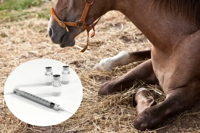 How Is Botulism In Horses Treated