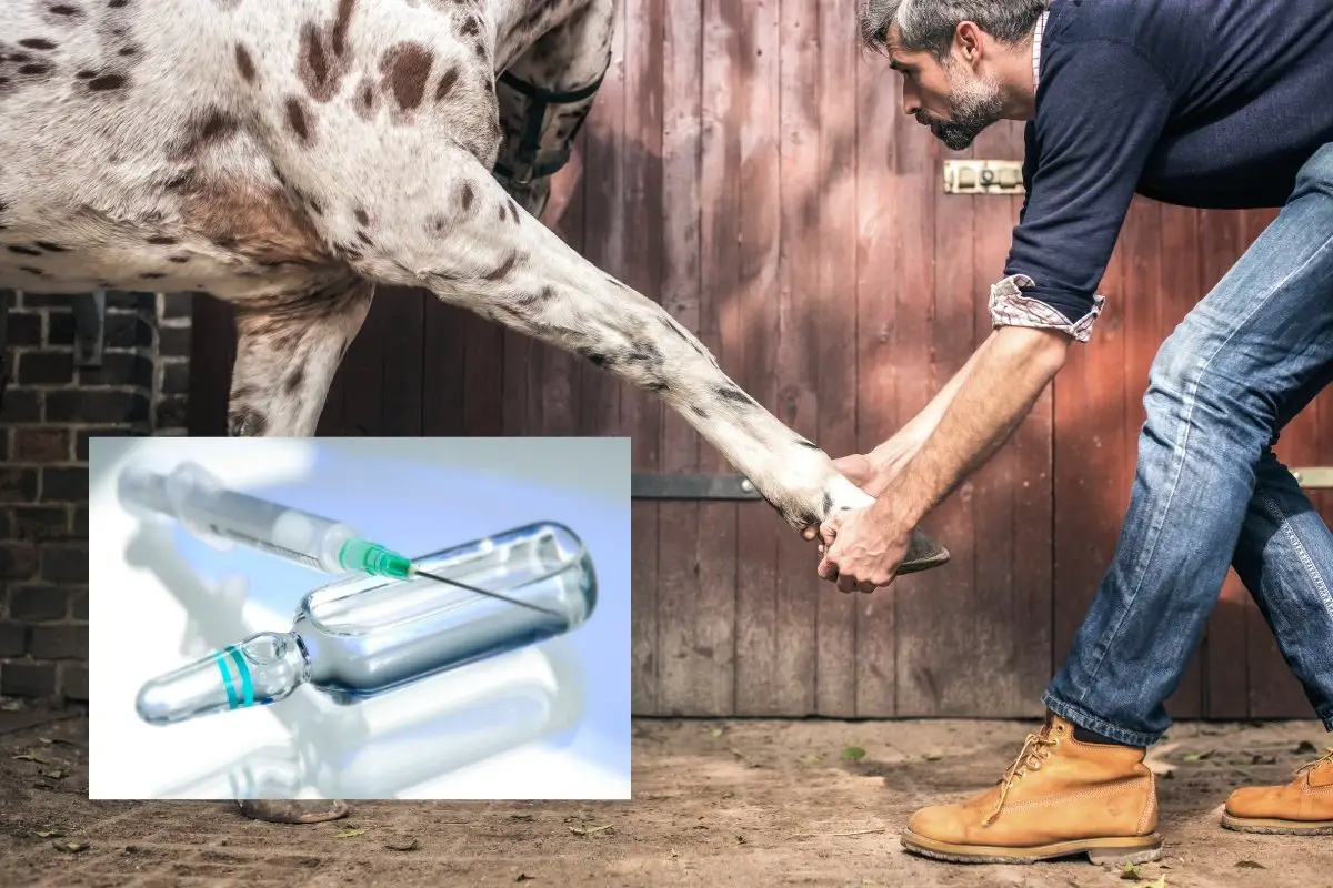 How Much Are Joint Injections For Horses