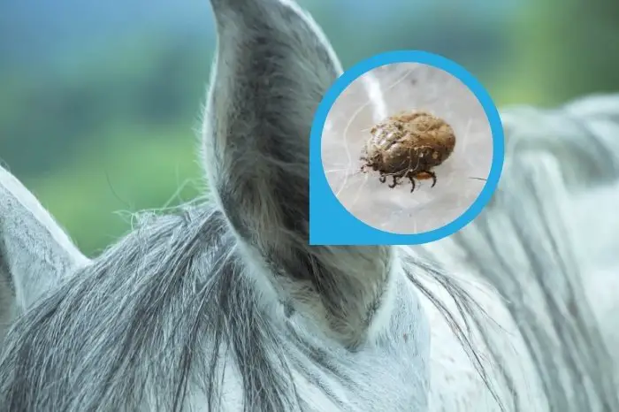 What Are Ear Mites In Horses