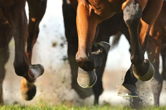 What Is A Horse Tendon Injury