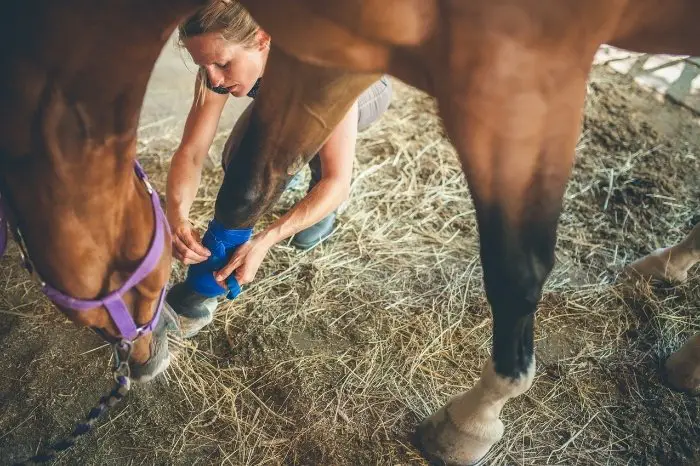 What Is The Best Bowed Tendon Horse Treatment