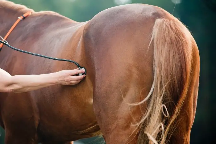 What to Do If Your Horse's Respiration Is Abnormal