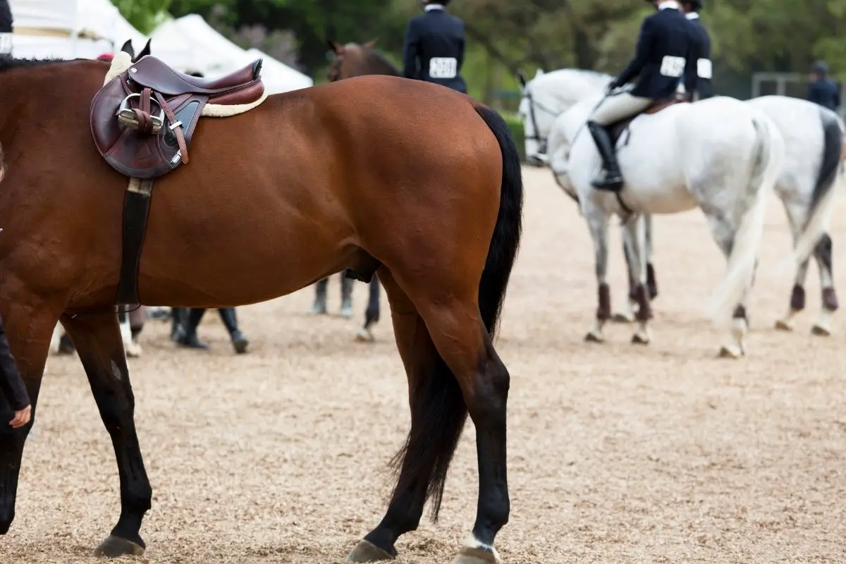 Best Topline Exercises For Horses - Revealed