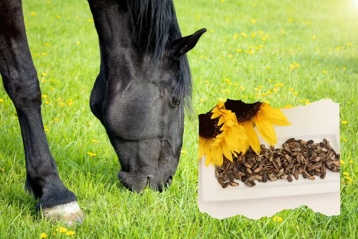 Can Horses Eat Sunflower Seeds