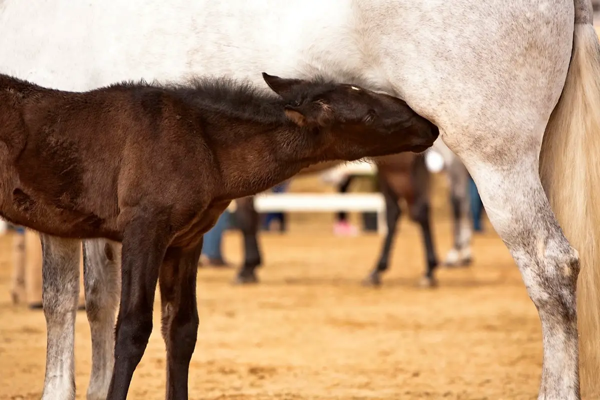Do Baby Horses Nurse