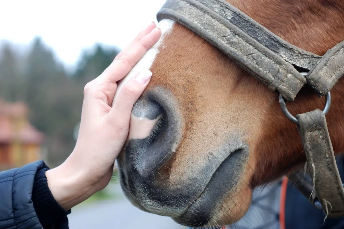 Draft Horse Temperament And Characteristics Explained