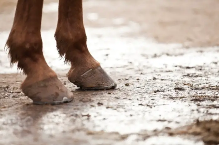 How Is Laminitis In Horses Treated