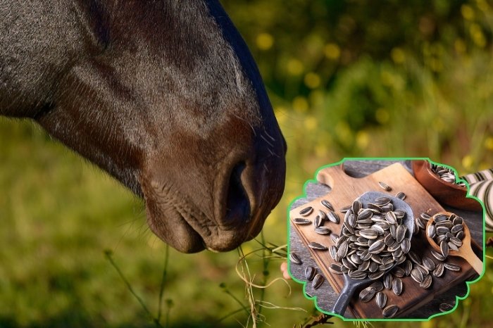 How Many Sunflower Seeds Can Horses Eat