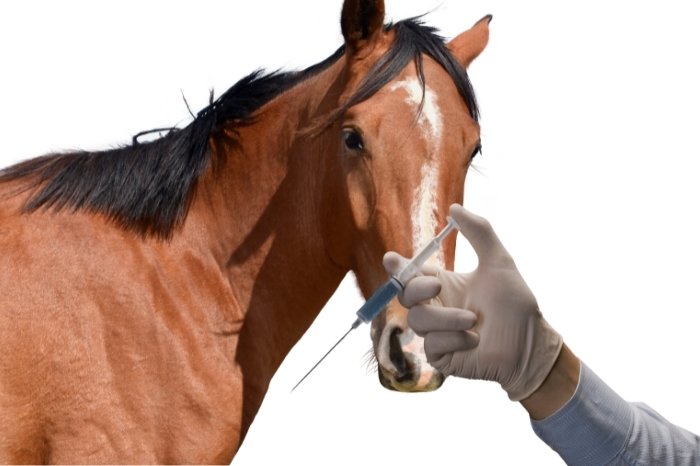 How Often Should Vaccines For Horses For Leptospirosis Be Given