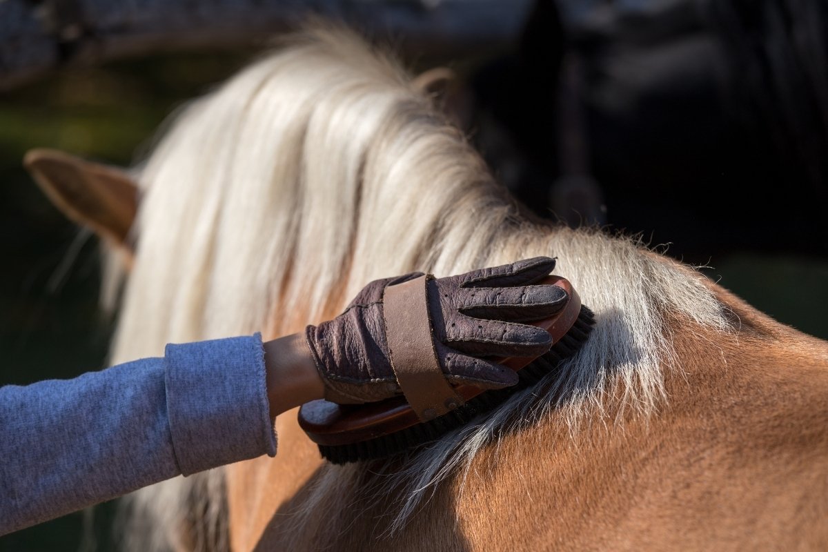 How To Properly Groom A Horse